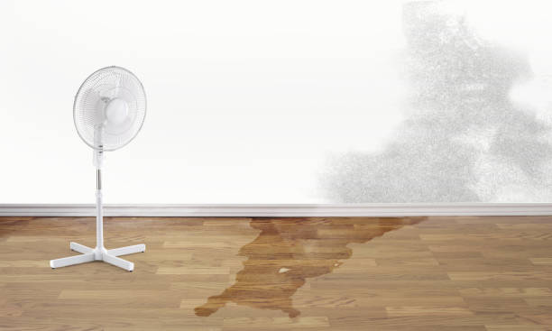 Best Water damage restoration near me  in Pinewood, FL