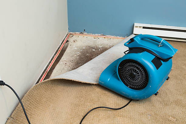 Best Carpet water damage restoration  in Pinewood, FL